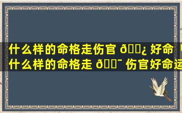 什么样的命格走伤官 🌿 好命「什么样的命格走 🐯 伤官好命运呢」